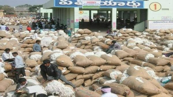 అంతర్జాతీయ మార్కెట్ లో పత్తికి డిమాండ్ .. పత్తి అమ్మకానికి సరైన సమయం