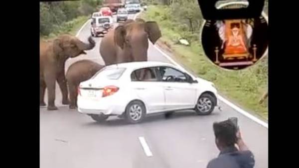 Elephants charge at driver in Tamil Nadu Elephants charge at driver in Tamil Nadu