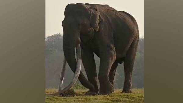 elephant Kabini dies elephant Kabini dies