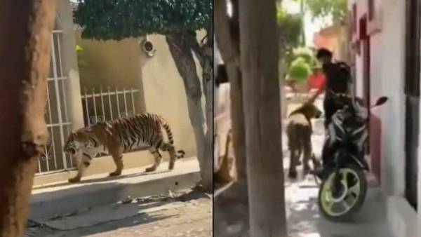 తాడు కట్టి మరీ