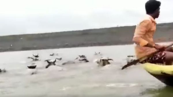 nara lokesh praised to fisherman who rescue cows nara lokesh praised to fisherman who rescue cows