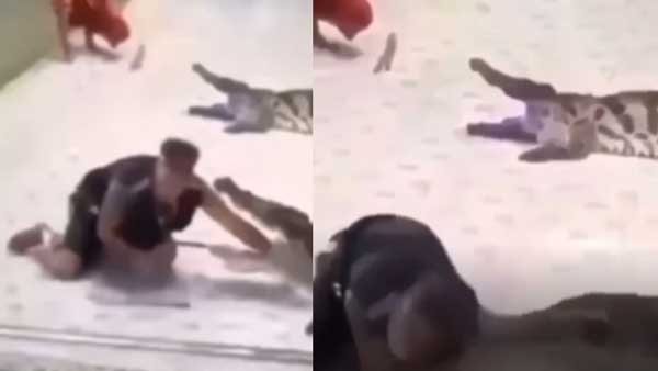 Crocodile Attacks Trainer after he puts hand in mouth, Video goes viral in social media Crocodile Attacks Trainer after he puts hand in mouth, Video goes viral in social media