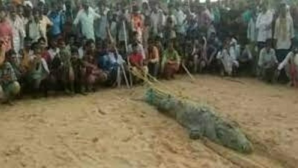 మొసలి కడుపులో బిడ్డ కోసం తల్లిదండ్రుల ఎదురు చూపు .. చనిపోయే ఉంటాడని చెప్పిన అధికారులు