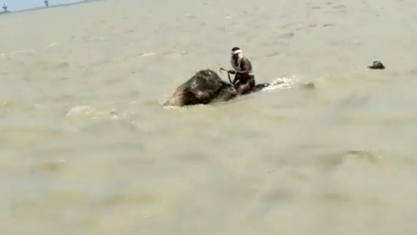 Elephant crosses Ganga river at dangerous Situaion in bihar video goes viral Elephant crosses Ganga river at dangerous Situaion in bihar video goes viral