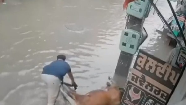Cow got electric shock in punjab, A man saved her life. video gos viral. Cow got electric shock in punjab, A man saved her life. video gos viral.