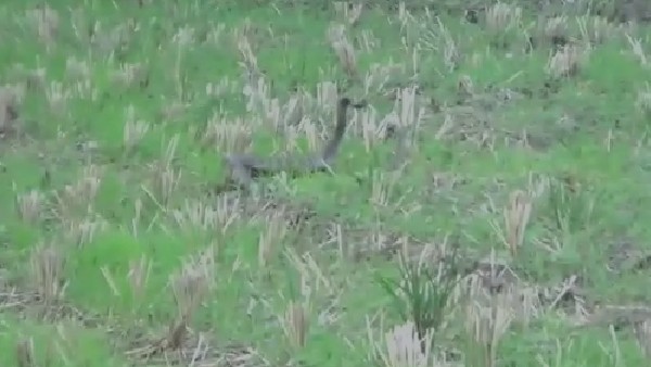 snakes dance at chandurthi in rajanna sirisilla district, video goes viral snakes dance at chandurthi in rajanna sirisilla district, video goes viral