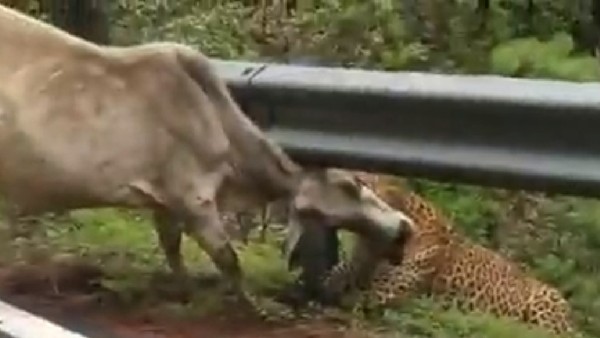 Viral Video: చిరుతతో ఆవు పోరాటం.. చివరికి గెలుపు ఎవరిదంటే..?