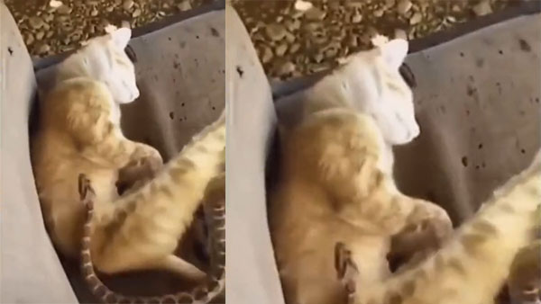 A video of a cat and a snake is going viral on social media A video of a cat and a snake is going viral on social media