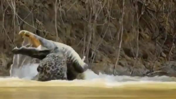 Viral Video: నీటిలో ఉన్న మొసలిని వేటాడిన చిరుత.. చూస్తే షాక్ అవ్వాల్సిందే..