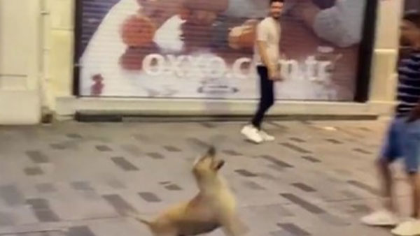 Viral Video: బెలూన్ తో కుక్క ఏం చేసిందో తెలుసా.. వీడియో వైరల్..