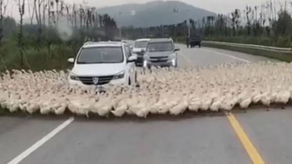 Viral Video:కారును చుట్టుముట్టిన బాతులు, స్ట్రక్.. వైరల్