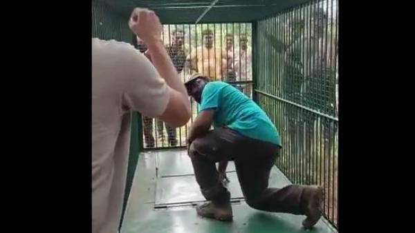 ap forest officials arrange uttar pradesh cage to caught missing tiger in anakapalle ap forest officials arrange uttar pradesh cage to caught missing tiger in anakapalle