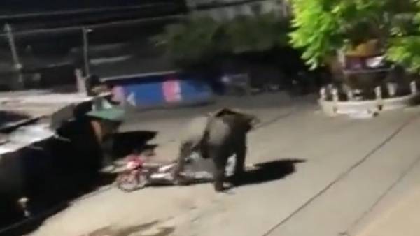 A video of an elephant knocking down a bike is going viral on social media A video of an elephant knocking down a bike is going viral on social media