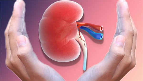ఎడమవైపు రెండు కిడ్నీలు