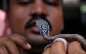 పామును పట్టి, కాటుకు గురై, మూలికలతో వైద్యం చేయడంతో మృతి