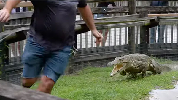 Watch:Crocodile Galloping Towards Man Watch:Crocodile Galloping Towards Man
