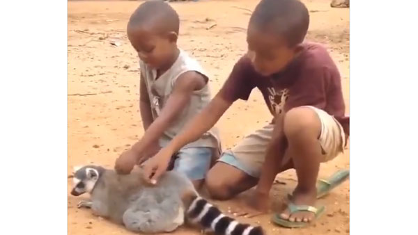 గోకారా.. ఇంకా గోకండి.. బాగా గోకండి!: ఆనంద్ మహీంద్రా హిలేరియస్ వీడియో 