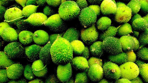 Boda Kakarakaya Benefits: లేట్ చేయకండి.. వెంటనే తినేయండి.. తర్వాత దొరకవు..