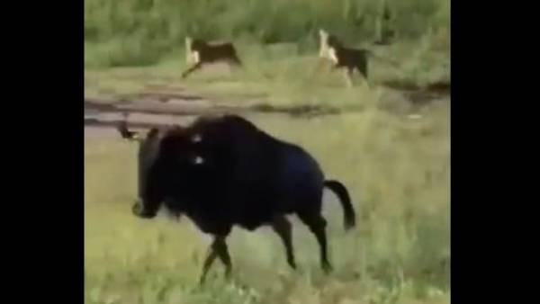 Viral Video: దాడికి దిగిన సింహాలు.. వీరోచిత పోరాటం చేసిన అడవి దున్న.. చివరికి ఏమైందంటే.. 