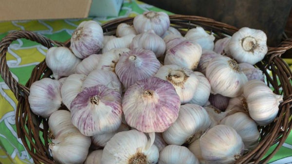 Garlic Benefits: వెల్లుల్లి ఉపయోగాలు తెలిస్తే షాక్ అవుతారు..