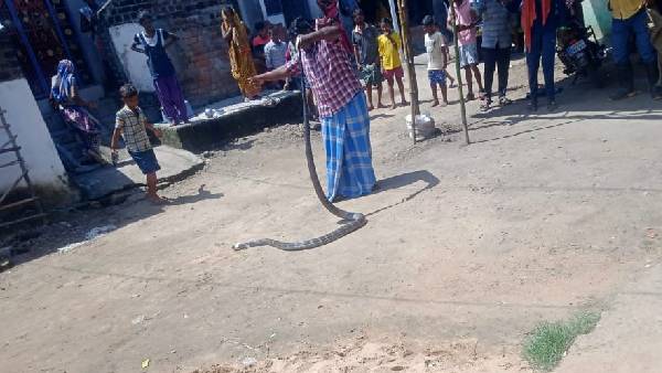 బుసలు