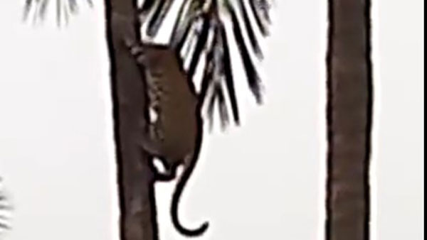 Viral Video: చెట్టు ఎక్కిన చిరుత పులి.. తర్వాత ఏం జరిగిందంటే..