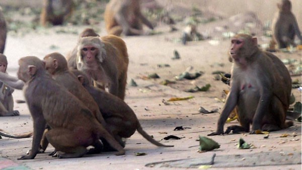 A old woman killed in monkey group attack in Suryapet district A old woman killed in monkey group attack in Suryapet district