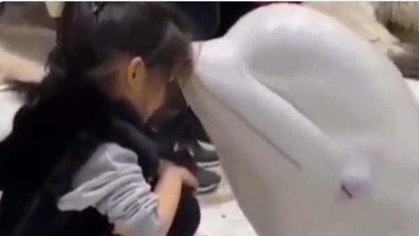 Viral video:వావ్..చిన్నారిని కిస్ చేసిన డాల్ఫిన్, వైరల్