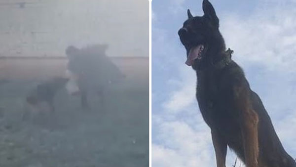 Indian Army dog Zoom passes away Indian Army dog Zoom passes away