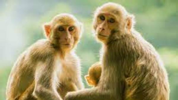కోతుల పేరు మీద 32ఎకరాల భూమి