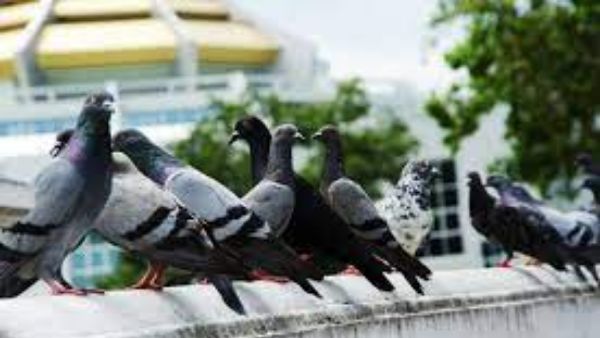 పావురాలకు ఆహారం పెడితే దోషాల నివారణ