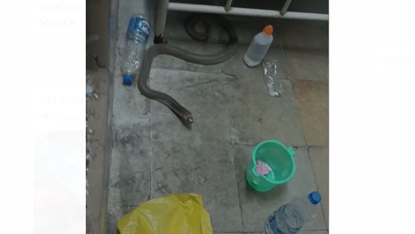 పాముల కలకలంతో రోగుల ఆందోళన