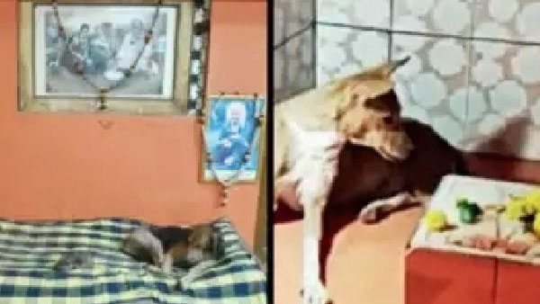వీధి కుక్కలకు రాజభోగాలు అందిస్తున్న ఆశ్రమం