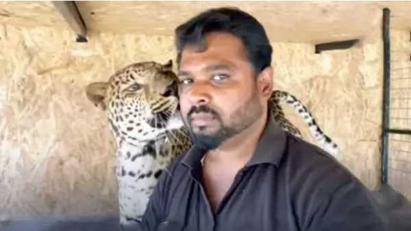 please rescue my pet jaguar and panther from ukraine-ap doctors request to india please rescue my pet jaguar and panther from ukraine-ap doctors request to india