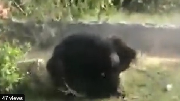 WATCH: bear attacking three people in Tamil Nadu WATCH: bear attacking three people in Tamil Nadu