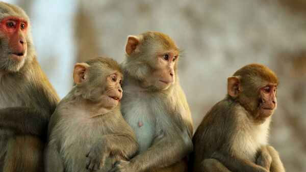 A monkey picks up CCTV cameras in Kanyakumari, Tamil Nadu A monkey picks up CCTV cameras in Kanyakumari, Tamil Nadu