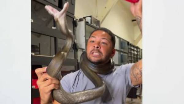 WATCH:python almost chokes man to death, viral WATCH:python almost chokes man to death, viral