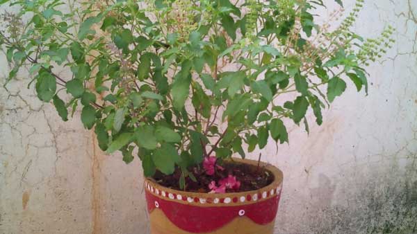 తులసి మొక్కను దక్షిణంలో పెట్టారో తీవ్ర నష్టాలు