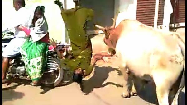 ఆవులు పెంచుతున్న రైతు