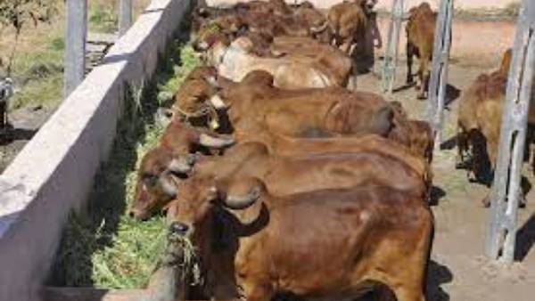 ఆవులను పొలంలో వదిలి పెట్టి వెళ్లాడు