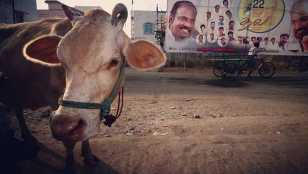 ఆవును కూడా వదలని కామాంధుడు