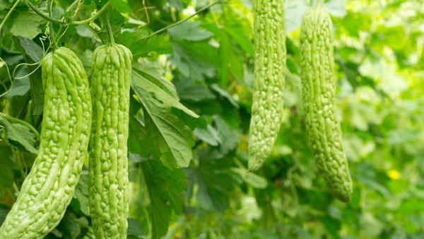 ఆల్కలైడ్లు