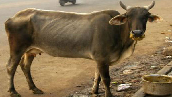 Revenge: Cow shot dead near Kodagu in Karnataka. Revenge: Cow shot dead near Kodagu in Karnataka.