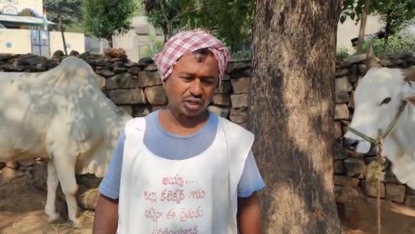 Bhadradri kothagudem:Ox owner was fined Rs 100-Do you for which reason,check here Bhadradri kothagudem:Ox owner was fined Rs 100-Do you for which reason,check here