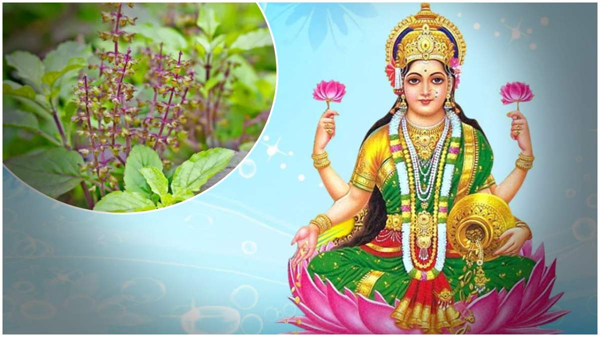 లక్ష్మీదేవి అనుగ్రహం కోసం తులసి ఆకులతో చిన్న చిట్కా! basil plant