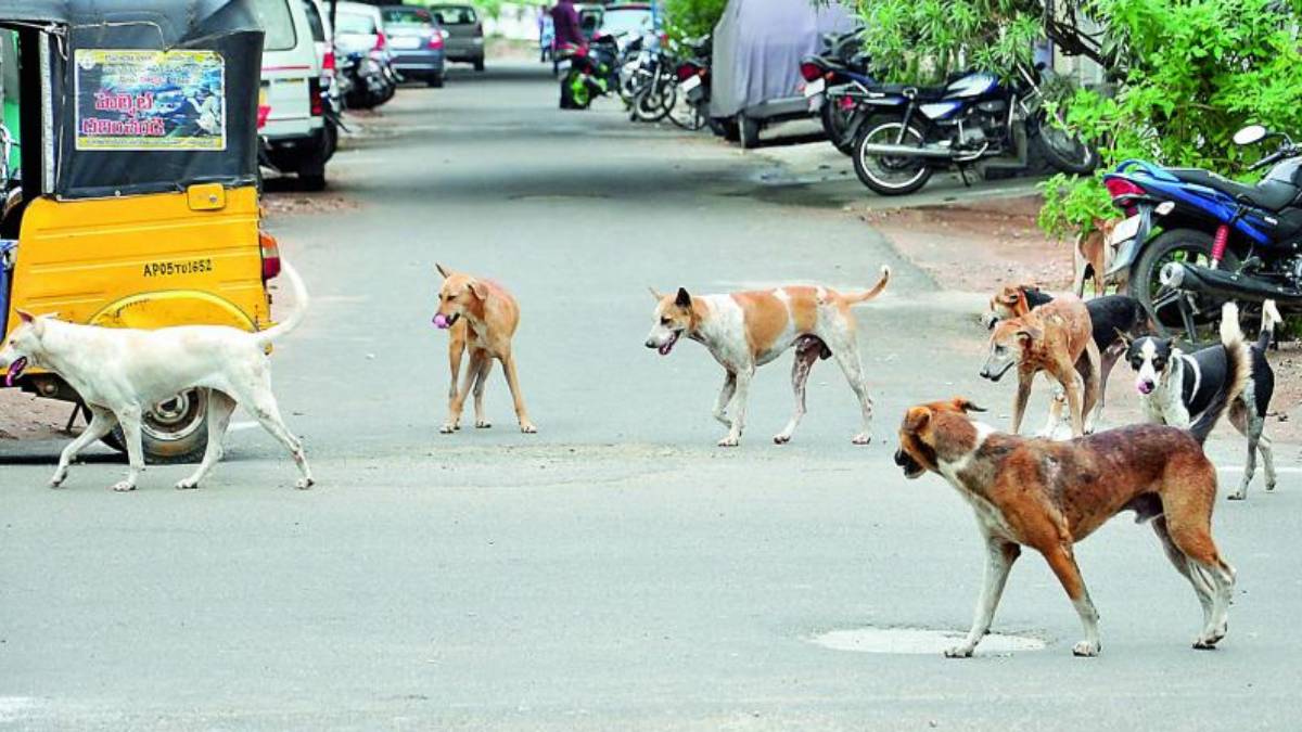 Street Dogs: ఆగని వీధి కుక్కల దాడులు.. భయపడుతున్న ప్రజల..