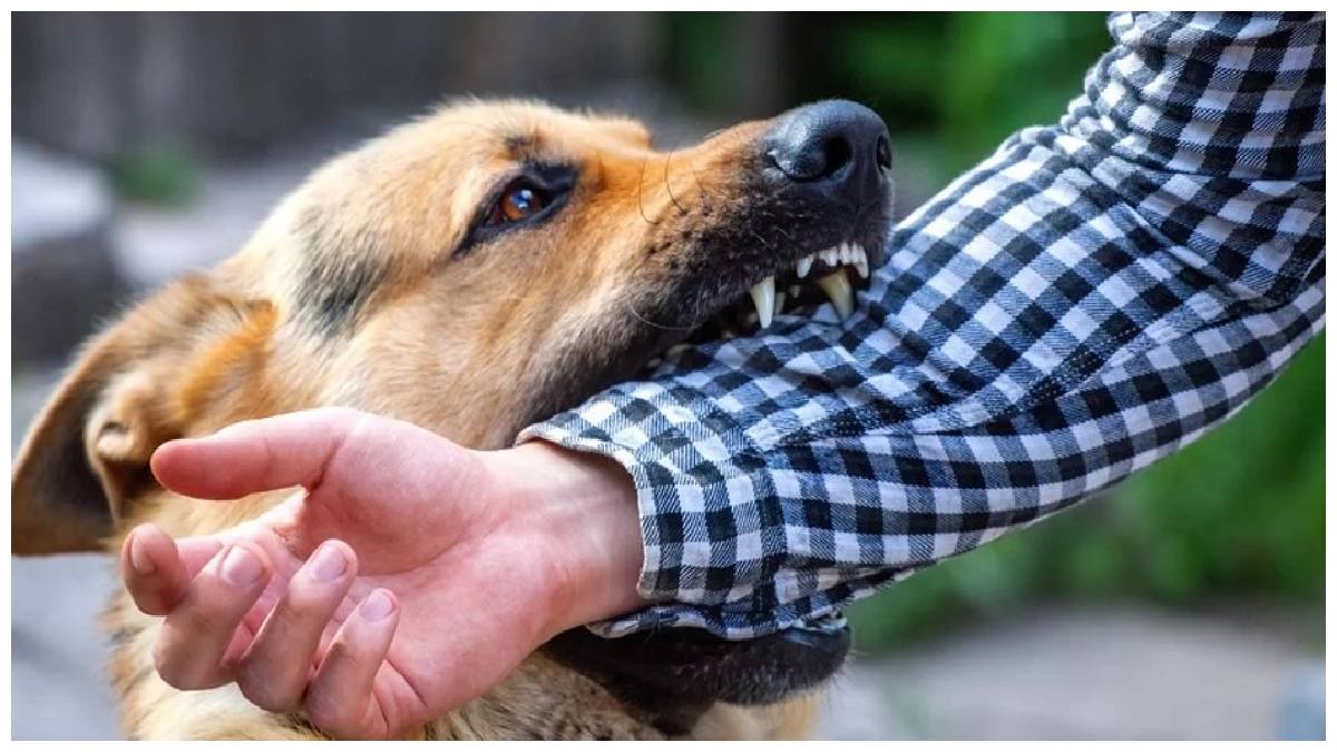 Street Dogs Attack: కంచన్ బాగ్‍లో దారుణం.. పిల్లాడిపై వీధి కుక్కల దాడి.. విషమంగా బాలుడి ఆరోగ్యం..!