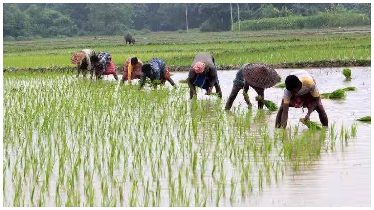 రైతులకు కేంద్ర ప్రభుత్వం గుడ్‌న్యూస్: ఖరీఫ్ సీజన్‌కు మద్దతు ధర పెంపు, వరికే అత్యధికం