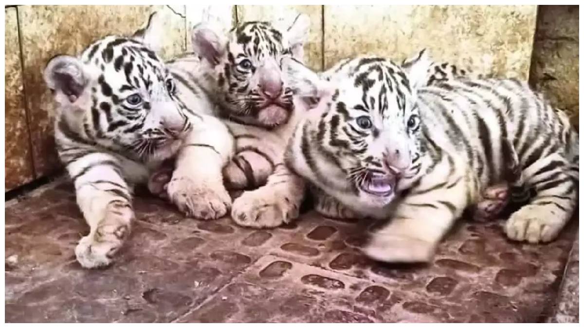 Viral video: ఈ తెల్ల పులికూనలు ఎంత ముద్దొస్తున్నాయో చూడండి..!