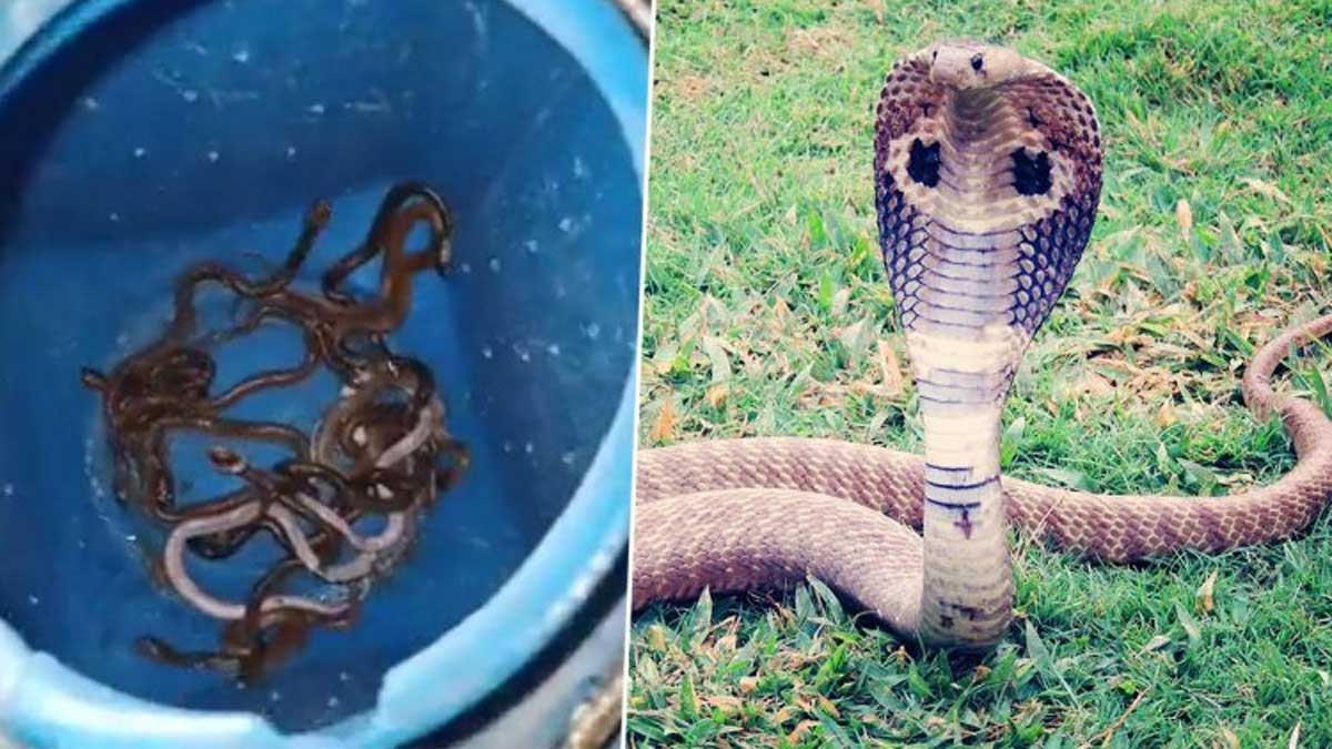 Snakes:ఆ ఇంట్లో బయటపడ్డ 60 పాములు..ఒళ్లు గగుర్పొడిచే ఘటన..!